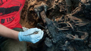 Illustration for article titled The La Brea Tar Pits Remind Us That Los Angeles is an Ancient City